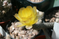 Pterocactus megliolii 3.jpg