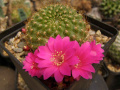 Rebutia minuscula.jpg