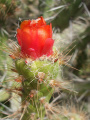 Austrocylindropuntia subulata ssp. exaltata