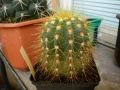 Coleocephalocereus aureus 1.jpg