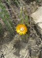 Corryocactus aureus 1.jpg