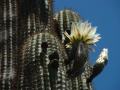 Echinopsis chiloensis
