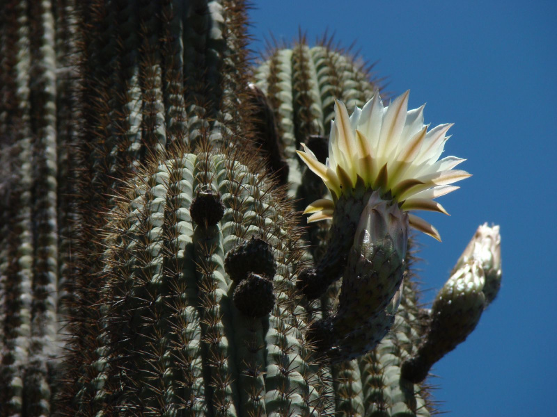 Файл:Echinopsis chiloensis 01.jpg
