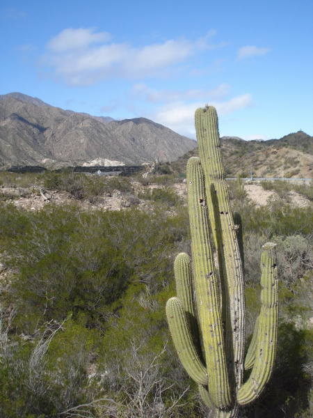 Файл:Echinopsis terscheckii 5.jpg