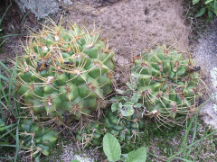 Gymnocalycium monvillei h1.JPG