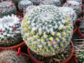 Mammillaria formosa 2.jpg