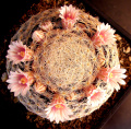 Mammillaria lasiacantha 3.jpg