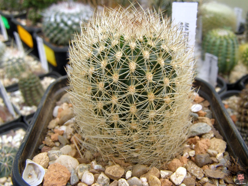 Файл:Matucana haynei ssp. haynei.jpg