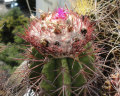 Melocactus curvispinus ssp. koolwijkianus
