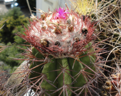 Melocactus curvispinus ssp. koolwijkianus 2.png