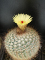 Notocactus brederooianus kal.jpg