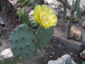 Opuntia schumannii
