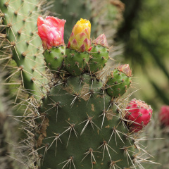 Opuntia soederstromiana 8844.JPG