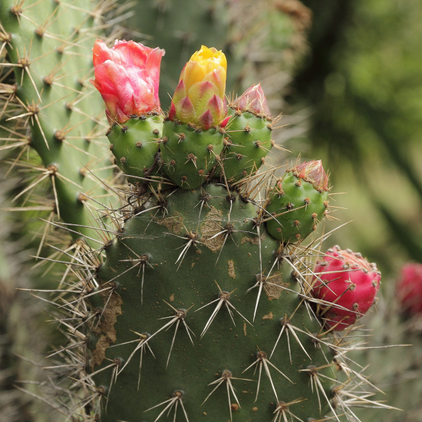 Файл:Opuntia soederstromiana 8844.JPG