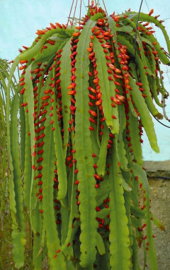 Pfeiffera monacantha ssp. kimnachii.jpg