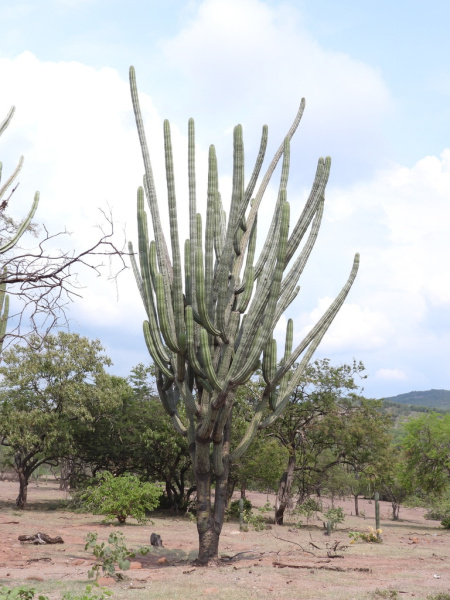 Файл:Stenocereus quevedonis 2.jpeg