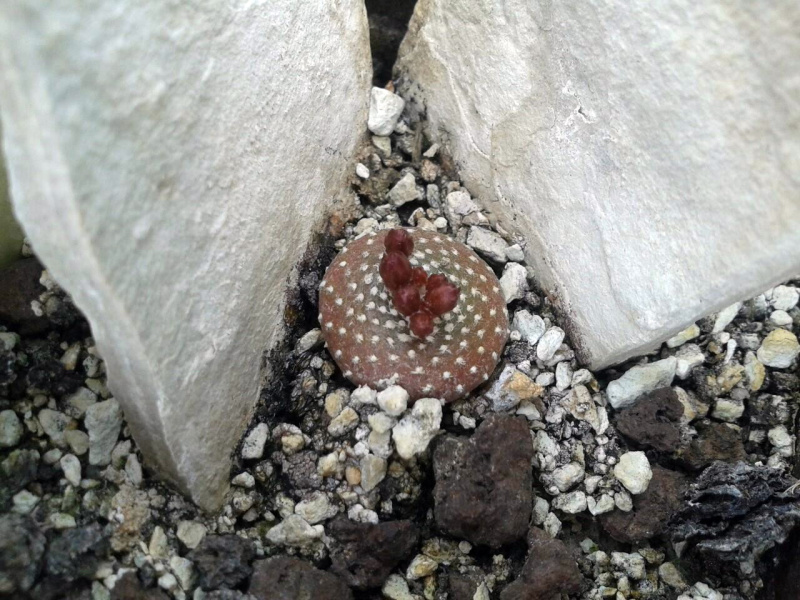 Файл:Blossfeldia liliputana 1.jpg