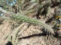 Cleistocactus baumannii ssp. santacruzensis 88.JPG