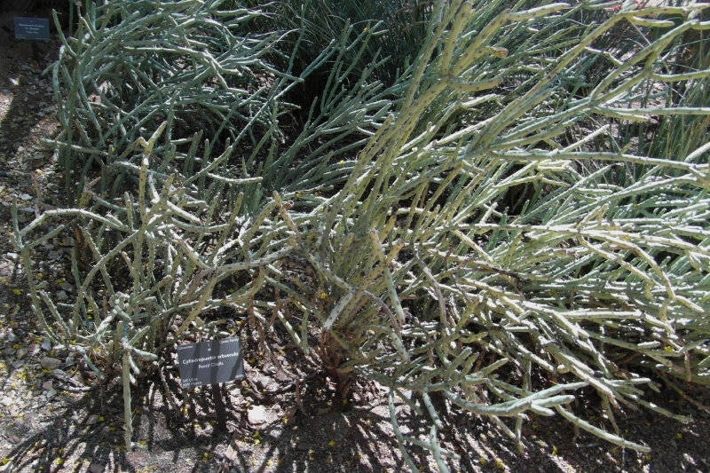 Файл:Cylindropuntia arbuscula 2.JPG