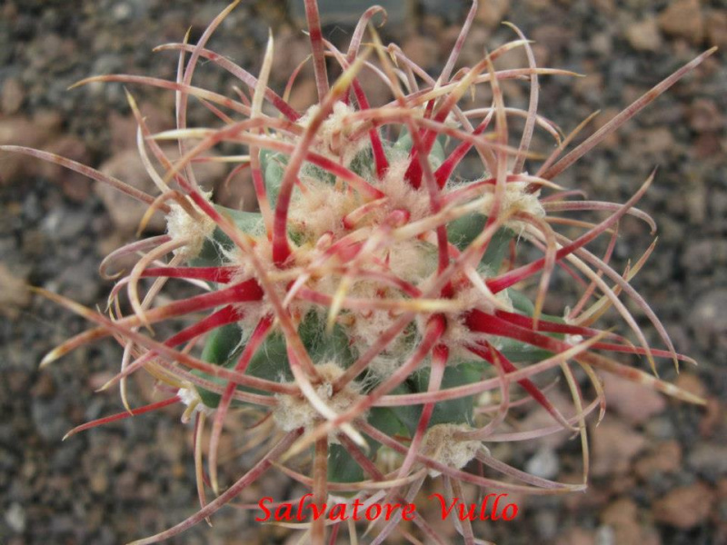 Файл:Echinocactus parryi 2.jpg