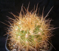 Echinopsis walteri 1.jpg
