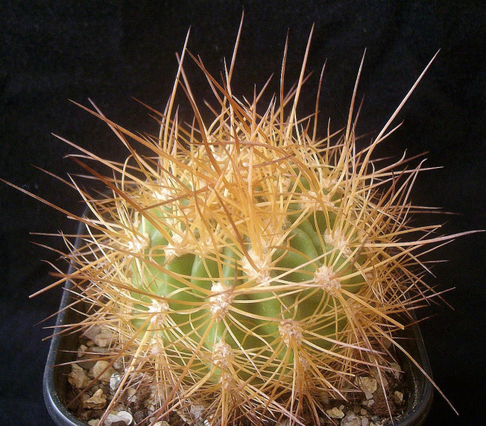 Файл:Echinopsis walteri 1.jpg