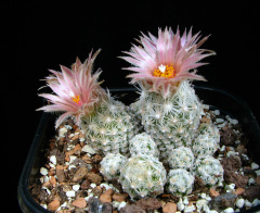 Escobaria sneedii ssp. sneedii.jpg