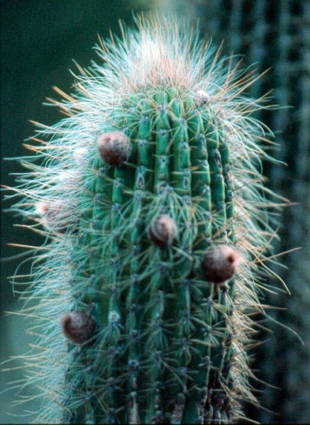 Файл:Facheiroa braunii 1.jpg