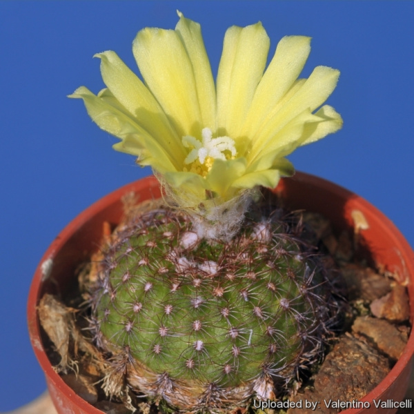 Файл:Frailea schilinzkyana ssp. schilinzkyana 16796.jpg