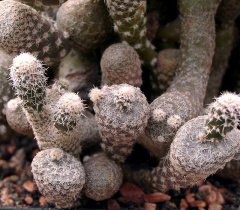 Maihueniopsis clavarioides 2 ies.jpg