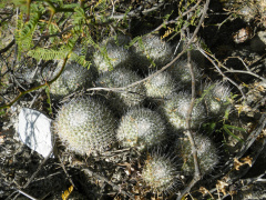 Mammillaria geminispina h1.jpg