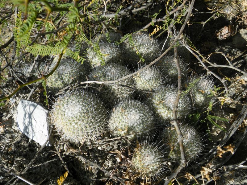 Файл:Mammillaria geminispina h1.jpg