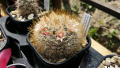Mammillaria marcosii 3.jpg