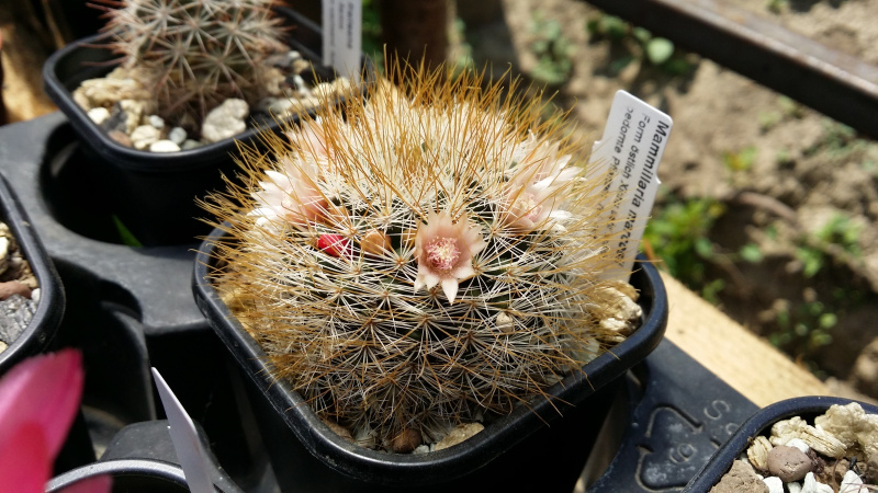 Файл:Mammillaria marcosii 3.jpg
