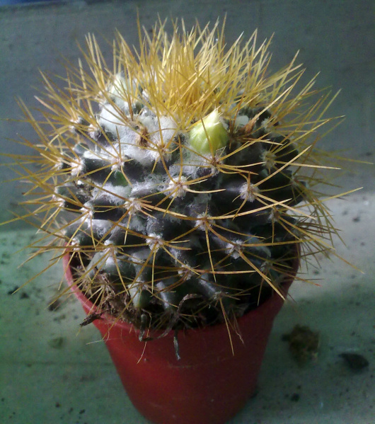 Файл:Mammillaria nivosa 3b.jpg
