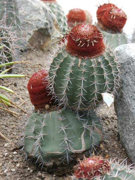 Файл:Melocactus broadwayi 0034.jpg
