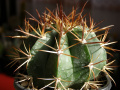 Melocactus oreas ssp. oreas 1.jpg