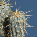 Miqueliopuntia miquelii