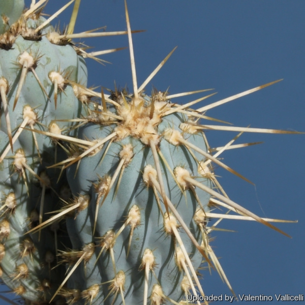 Файл:Miqueliopuntia miquelii 4.jpg