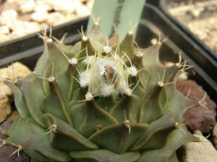 Obregonia denegrii.jpg