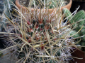 Sclerocactus brevihamatus ssp. brevihamatus