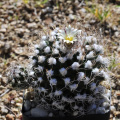 Turbinicarpus pseudomacrochele ssp. lausseri 2.jpg