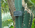 Cereus hildmannianus ssp. uruguayanus 4.JPG