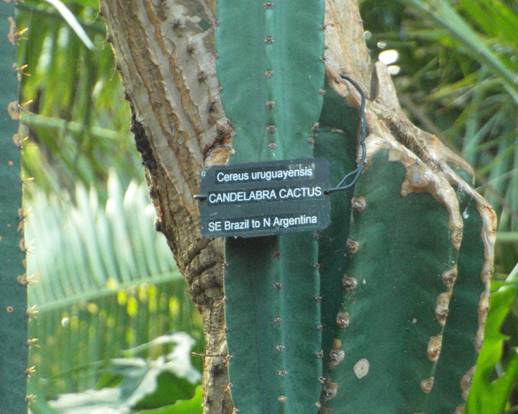 Файл:Cereus hildmannianus ssp. uruguayanus 4.JPG