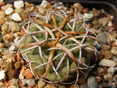 Coryphantha bumamma.jpeg