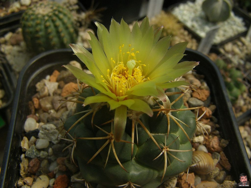 Файл:Coryphantha pycnacantha 1.jpg