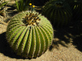 Echinocactus platyacanthus