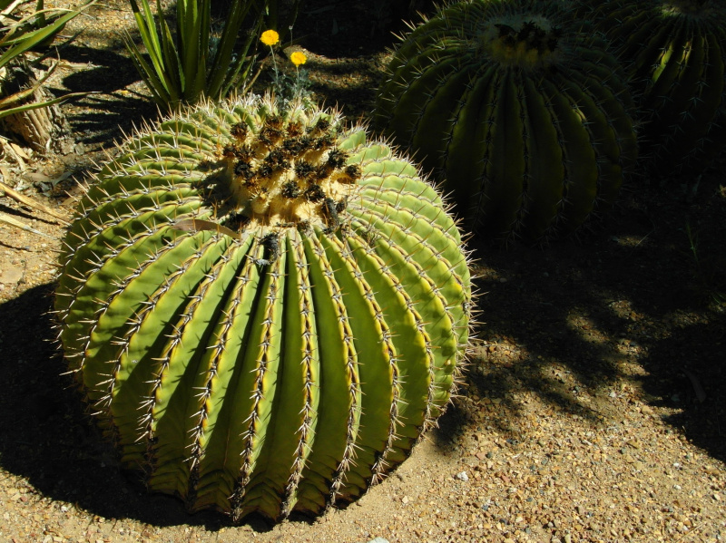 Файл:Echinocactus platyacanthus 26.JPG