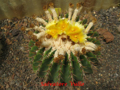 Echinocactus platyacanthus 4.jpg