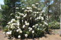 Echinopsis spachiana 533.jpg